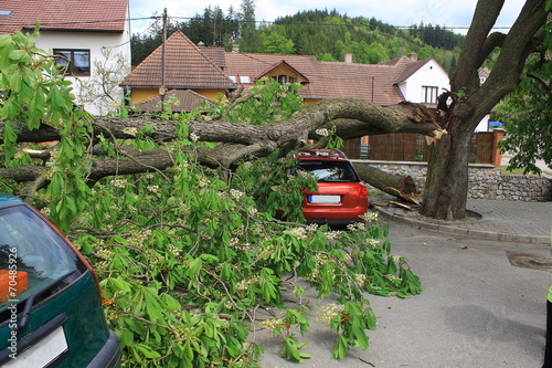 An accident, a large tree fell on car