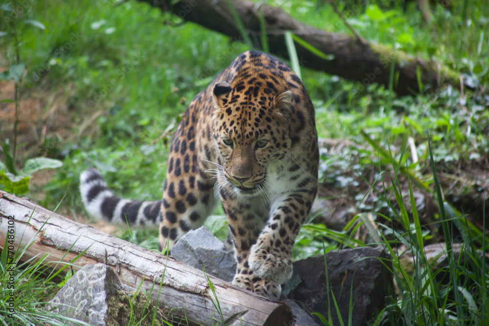 Obraz premium Panthère