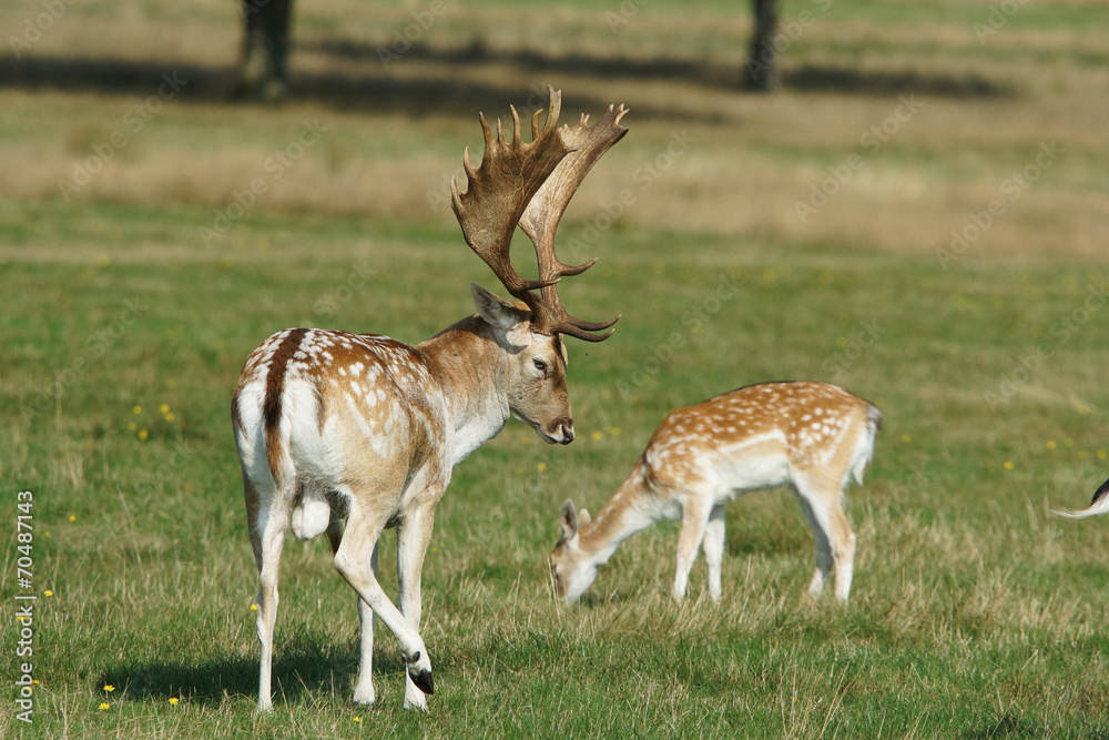 Fallow Deer, Dama dama
