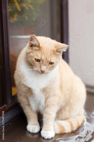 Red-haired adult cat on a windowsill