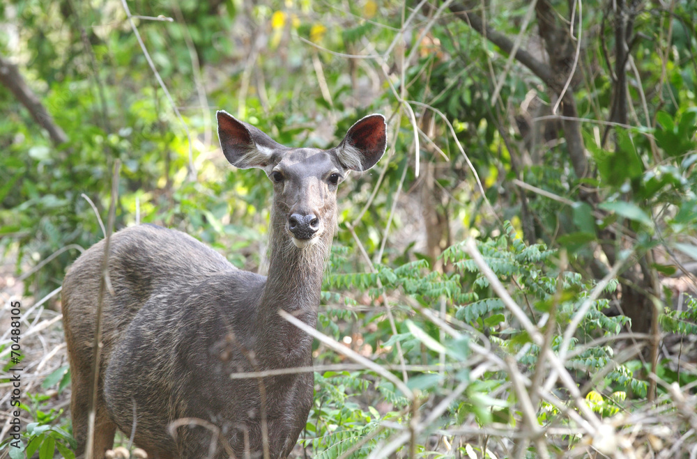 Beautiful Sambar deer