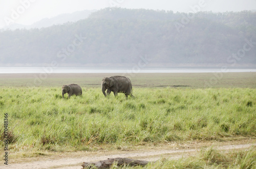 A baby elephant in the grassland