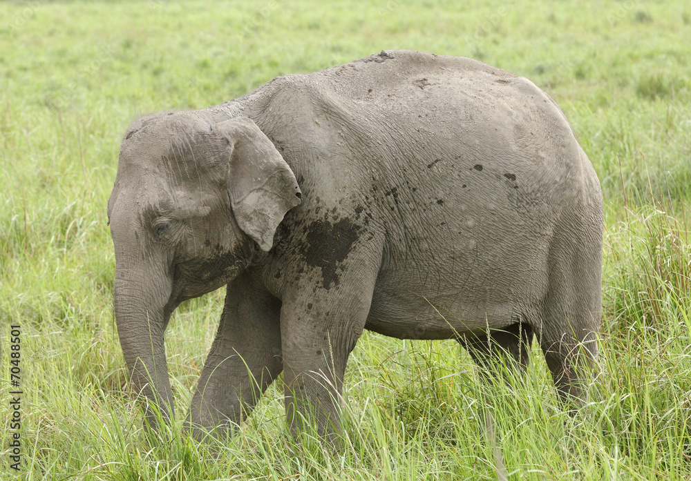 Closeup of baby elephant