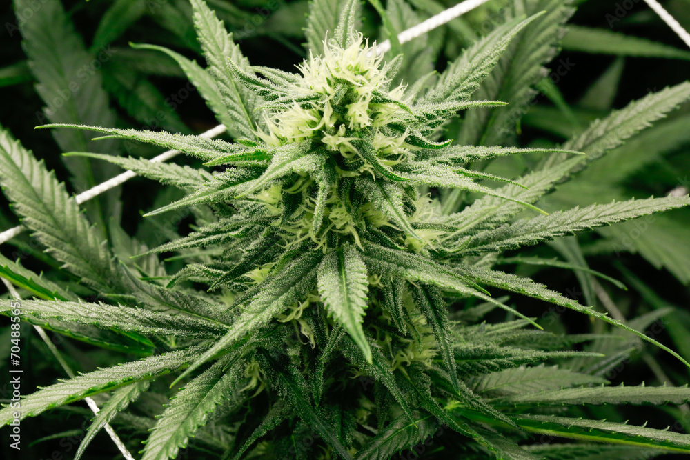 Marijuana flower buds. Marijuana flower buds.