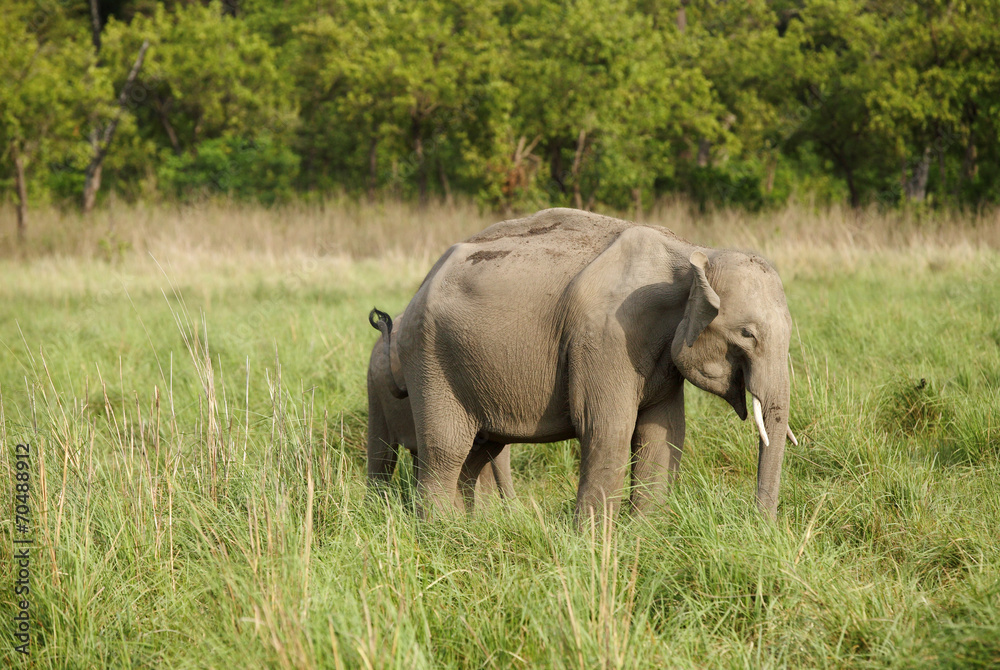 Fototapeta premium Closeup of baby tusker in the grassland of Dhikala