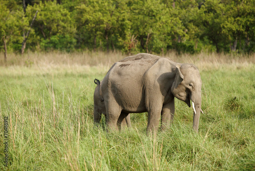 Closeup of baby tusker in the grassland of Dhikala