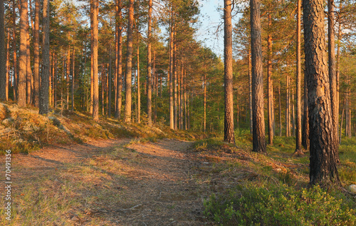 Sunlit pine forest, Finnmarken, Dalarna, Sweden