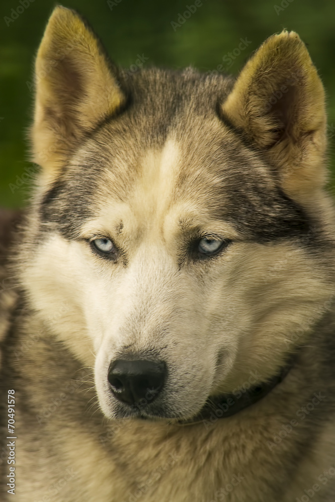 Husky dog portrait