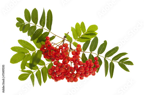 Mountain ash berries photo