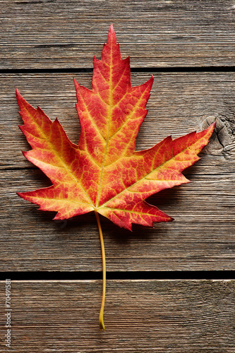 Autumn maple leaf over wooden background