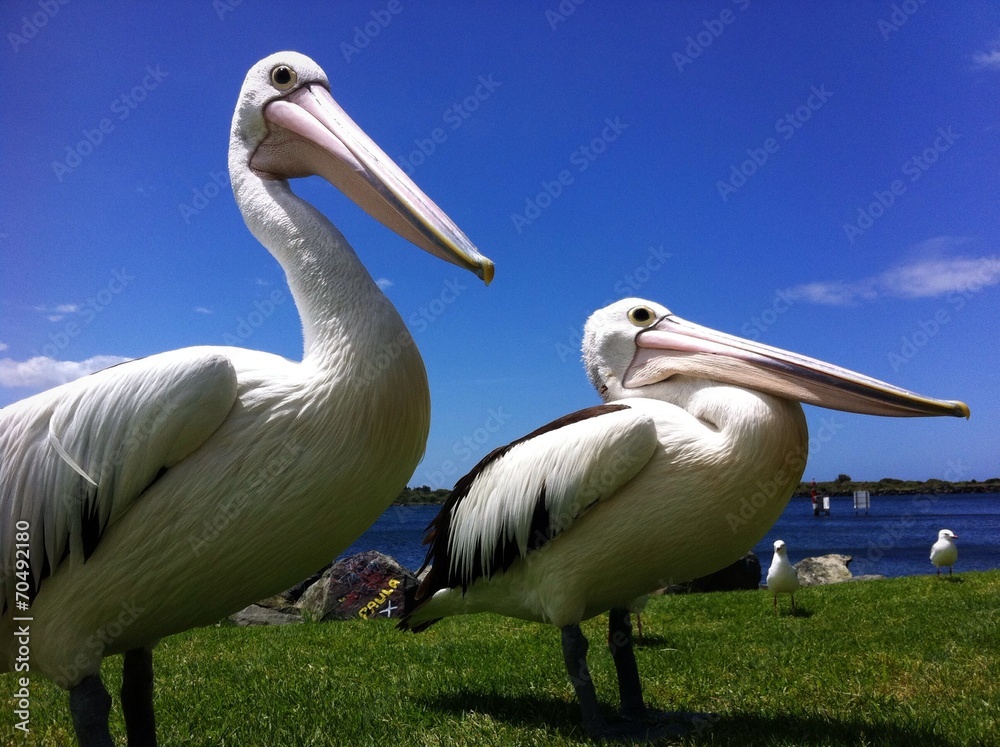 pélicans pélicans