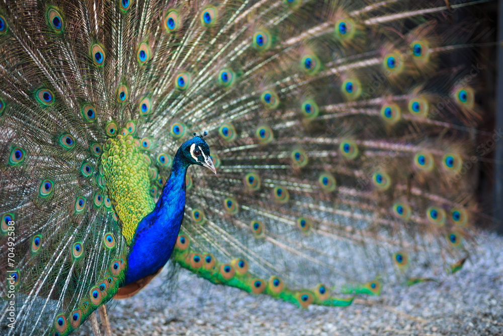 Obraz premium peacock