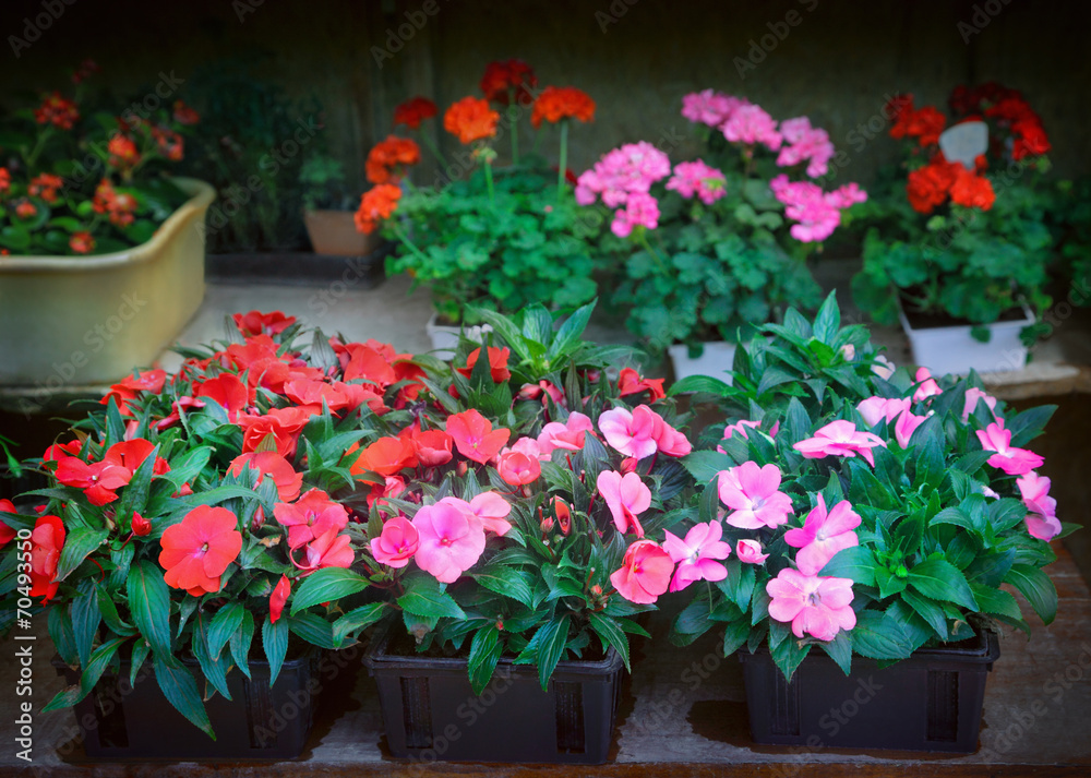 Flowers Flowers