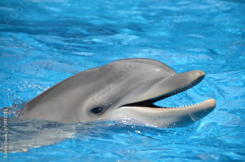 Carta da parati Bottlenose Dolphin with Mouth Open