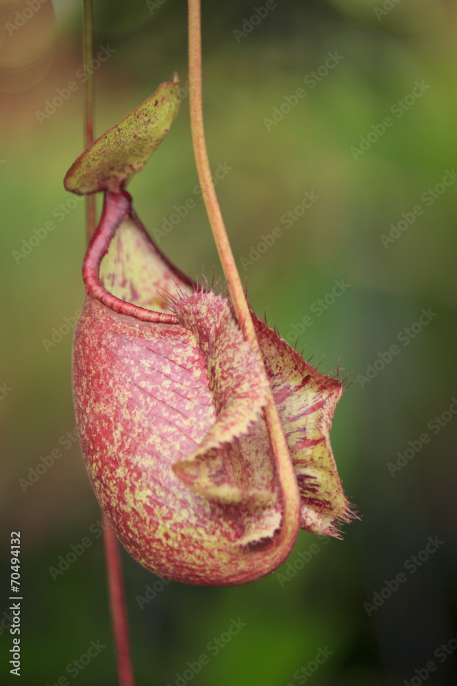 Nepenthes ampullaria, a tropical pitcher plants is a genus of ca Nepenthes ampullaria, a tropical pitcher plants is a genus of ca