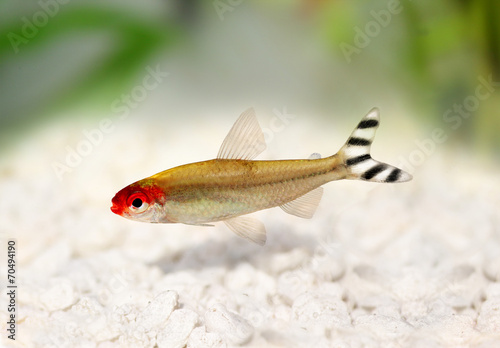 Rummy-nose Tetra Hemigrammus rhodostomus bleheri fish