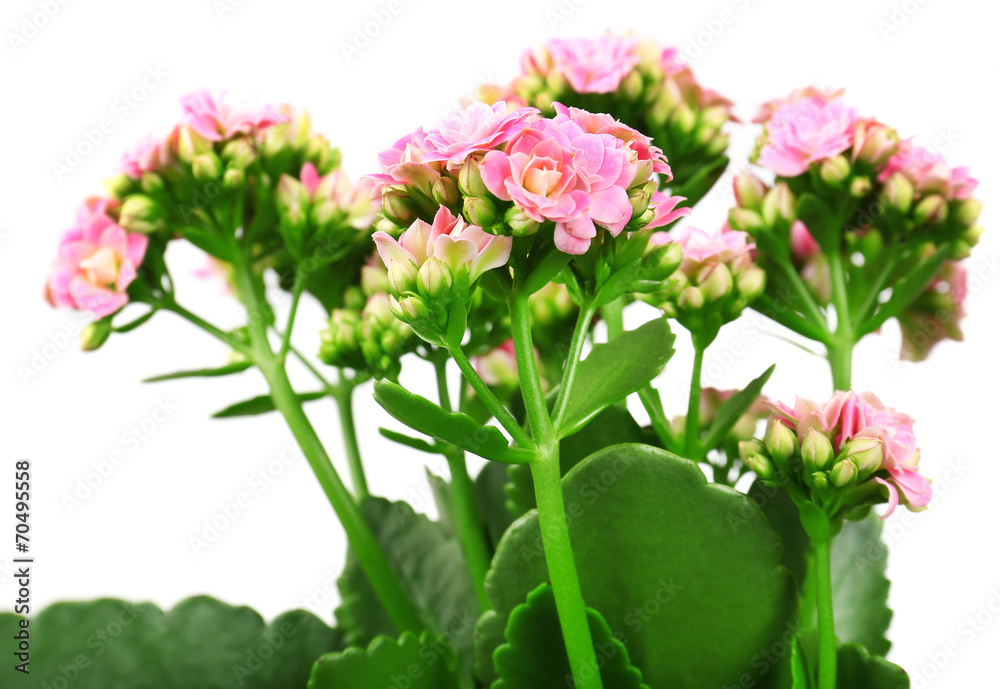 Beautiful pink flowers, close-up Beautiful pink flowers, close-up