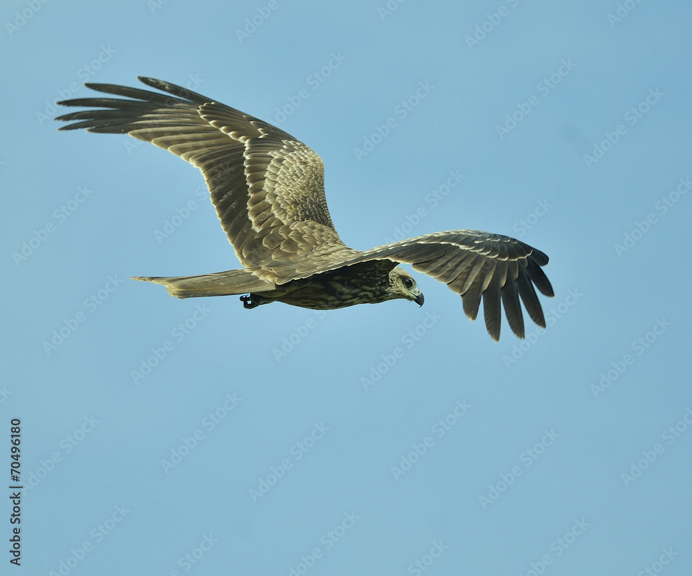 Obraz premium Black Kite