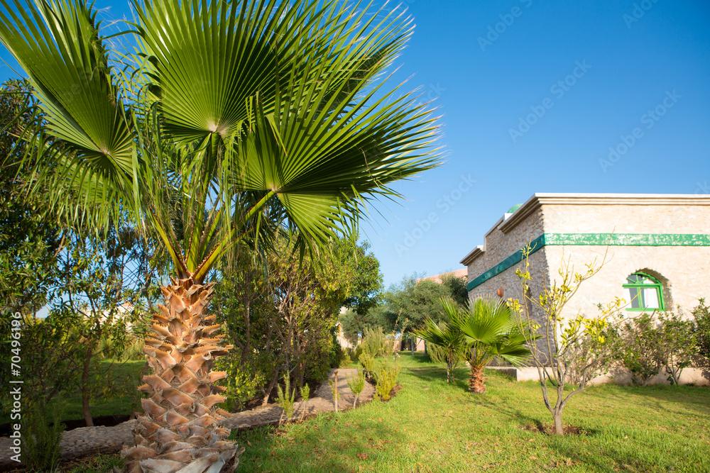 Fototapeta premium Palm tree in Tropical Botanical Garden