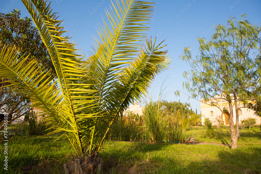 Obraz premium Palm tree in Tropical Botanical Garden