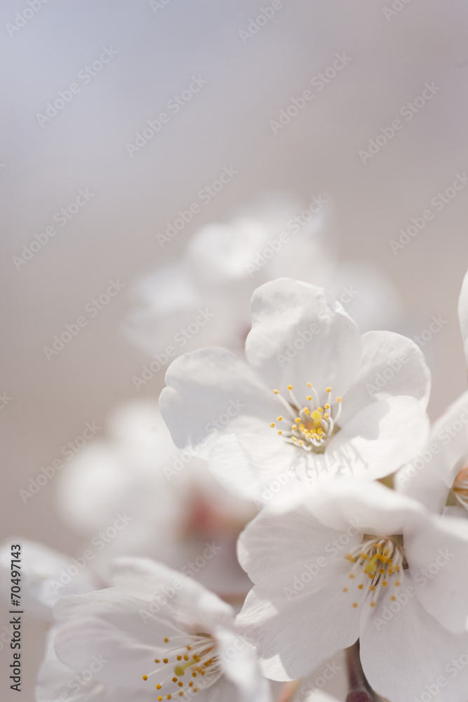 ソメイヨシノの花