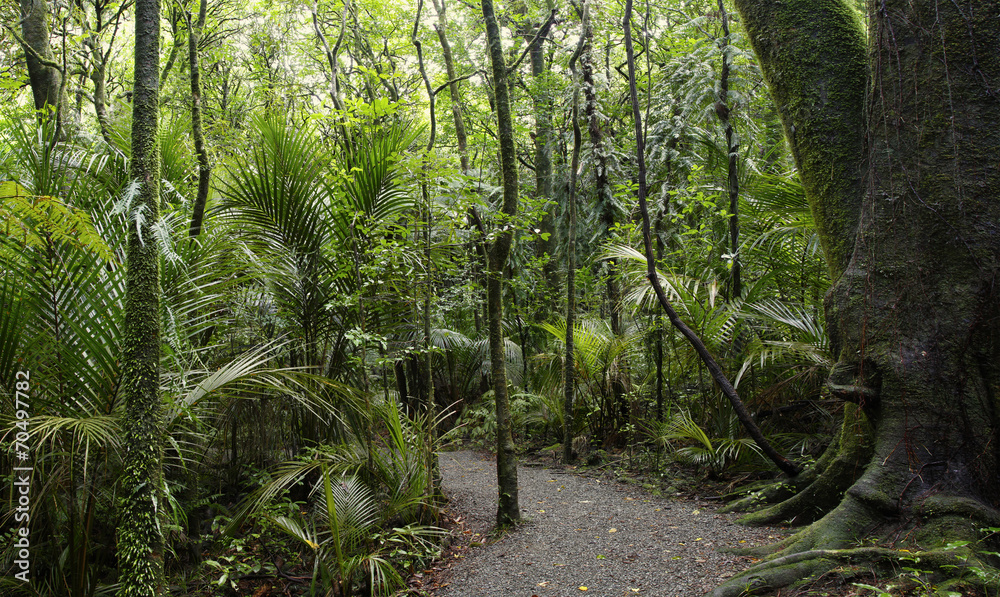 Fototapeta premium Walking trail