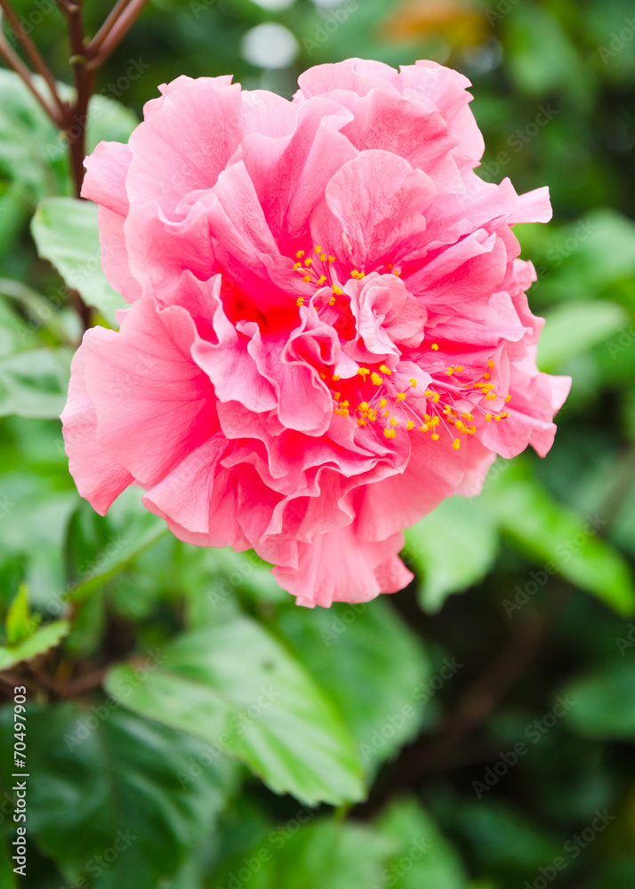 Pink Hibicus flower in garden