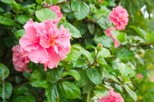 Fototapeta Naklejka Na Ścianę i Meble -  Pink Hibicus flower in garden
