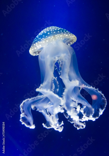 Underwater paradise.  Swimming Jellyfish On Blue Background