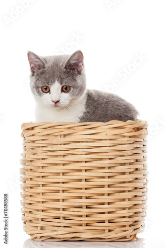 British kitten in box. cute kitten on white background