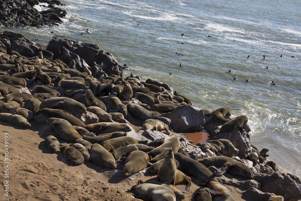 Namibia, Skeleton Coast with seals