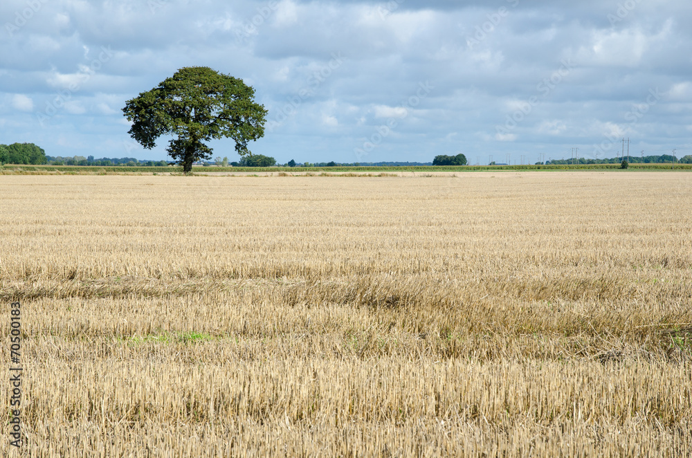Stubble field with a lone tree Stubble field with a lone tree