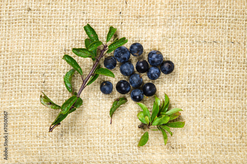 Fototapeta Naklejka Na Ścianę i Meble -  Blackthorn berries with green leaves