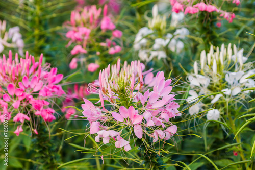 Pink And White Spider flower(Cleome hassleriana)