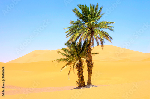Palm tree in Sahara
