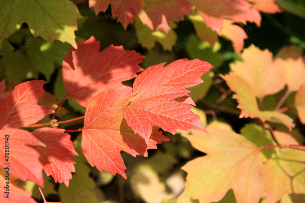 Autumn colors. Red, ylelow and green leaves of viburnum Autumn colors. Red, ylelow and green leaves of viburnum