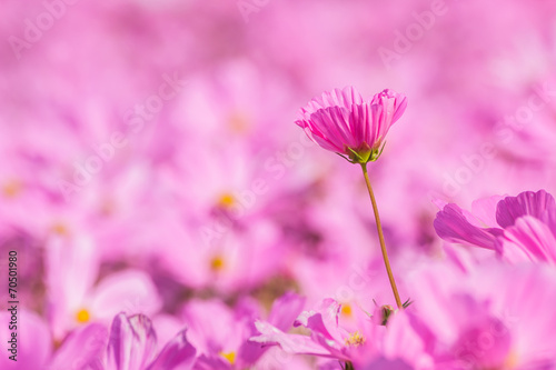 Beautiful flowers cosmos on softly blurred background © kaewphoto