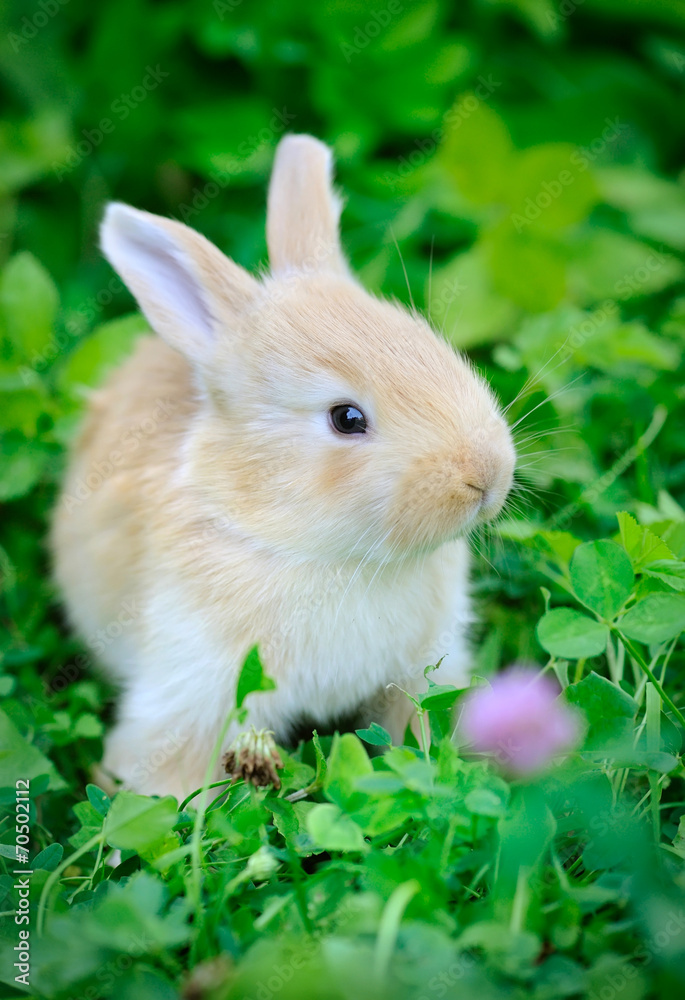 Fototapeta premium Baby rabbit in green grass