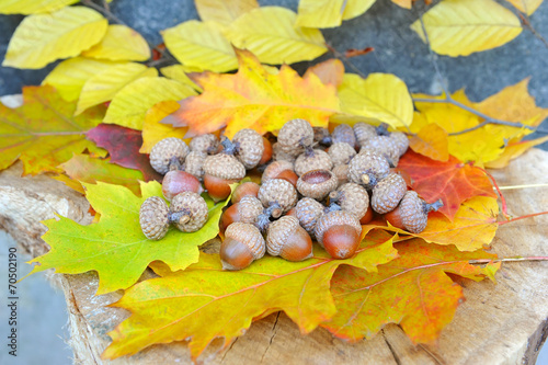 Acorns on background colorful fall leaves