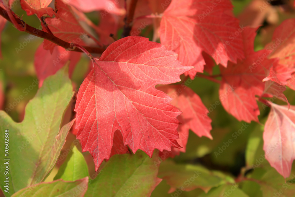 Autumn colors. Red and green leaves of viburnum Autumn colors. Red and green leaves of viburnum