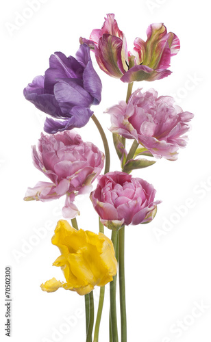 Fototapeta Naklejka Na Ścianę i Meble -  tulip