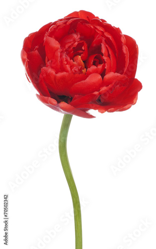 Fototapeta Naklejka Na Ścianę i Meble -  tulip