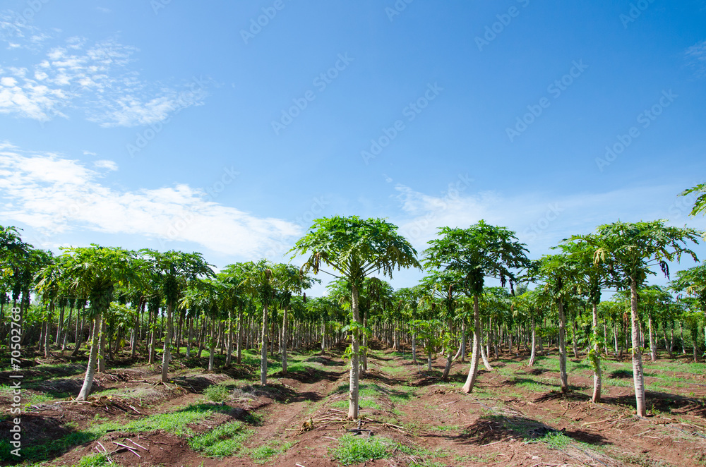 Green papaya in the garden