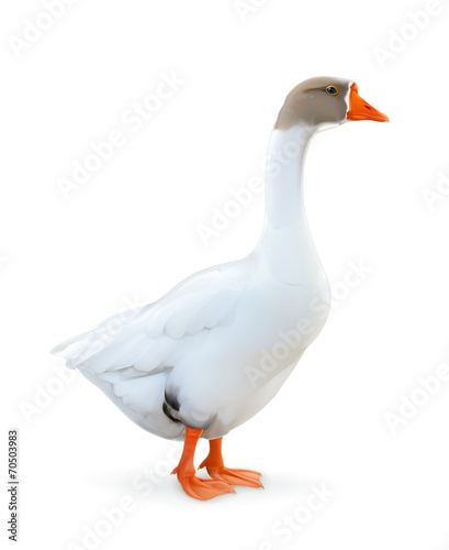 Goose, farm animals vector illustration
