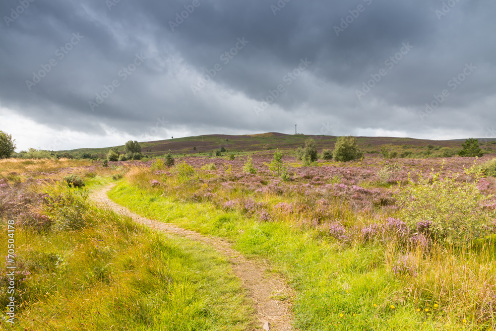 Path through the Heath Path through the Heath