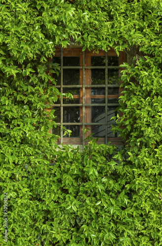 View of a closed window and of a wall covered with ivy