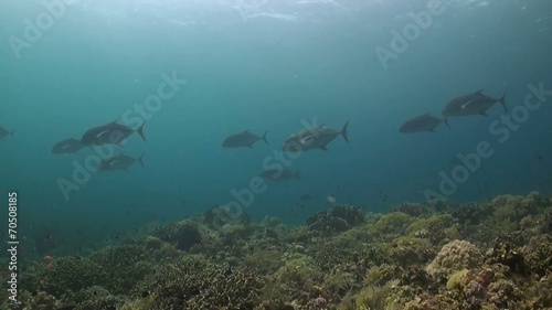 Wallpaper Mural Coral reef with Bluefin Trevallies and  Longface emperor Torontodigital.ca