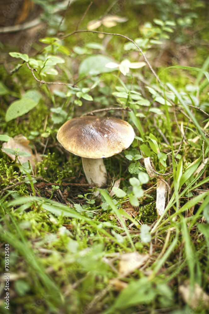 mushroom mushroom