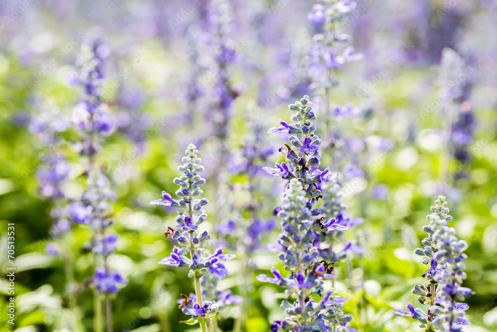 Naklejka premium purple flower in sunlight