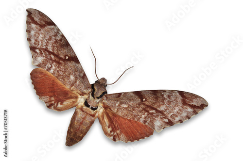 Meganoton analis moth